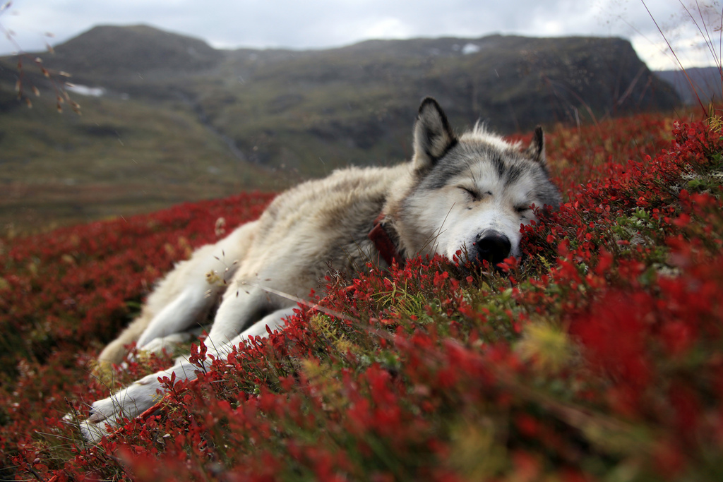 Un loup dort dans la nature