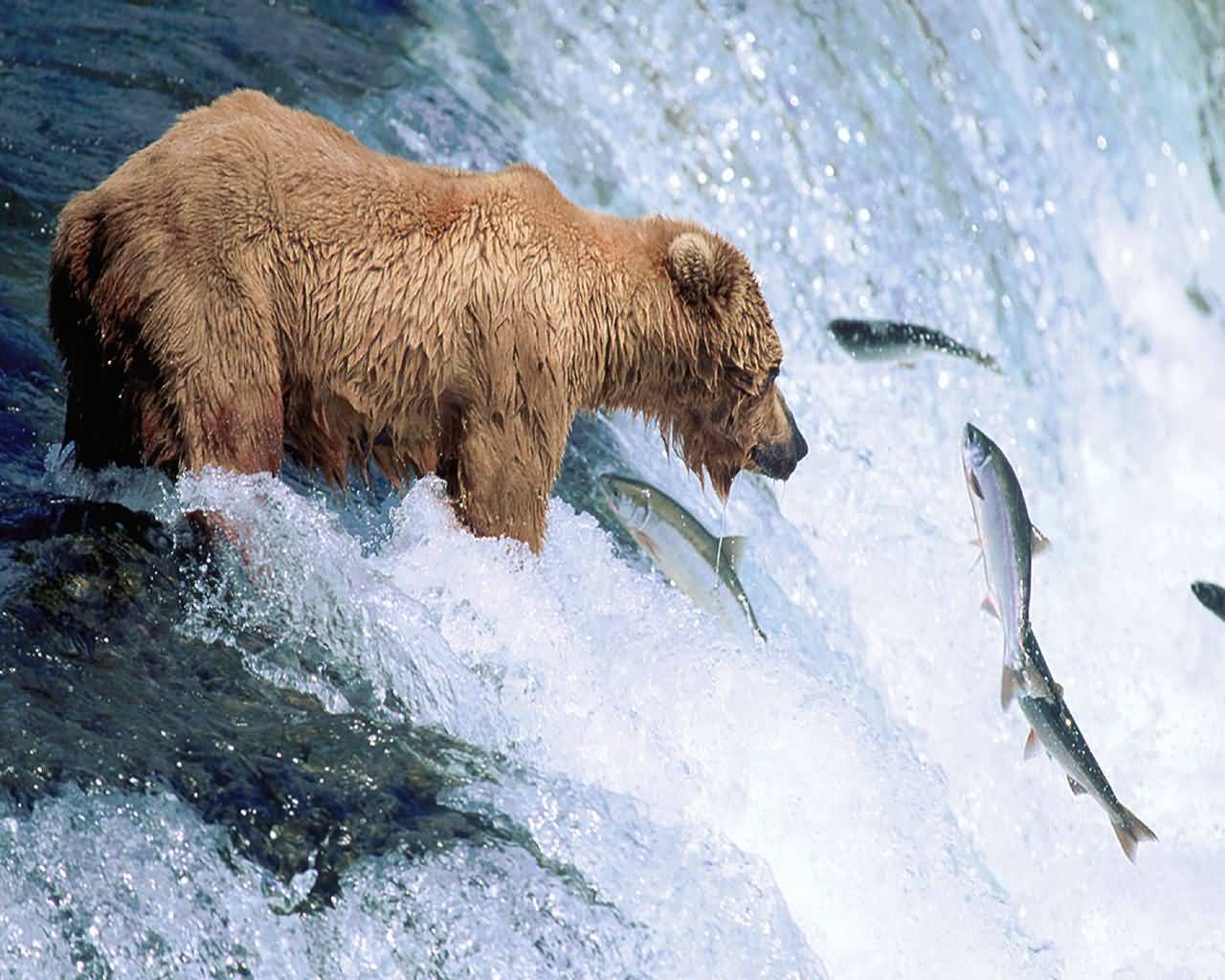 Un ours qui mange un poisson !