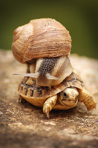 Une tortue + escargot